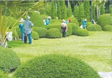 Dịch vụ cây xanh