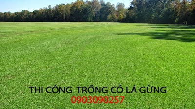Trồng cỏ lá gừng