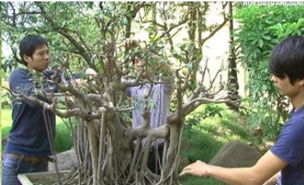 Dịch vụ cây xanh