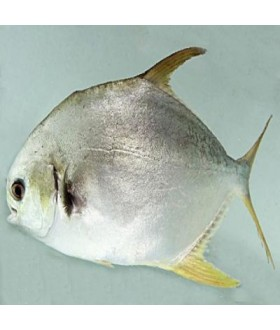 Cá chim biển