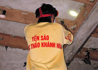 Thu hoạch tổ Yến - Ngọc Thảo Khánh Hòa