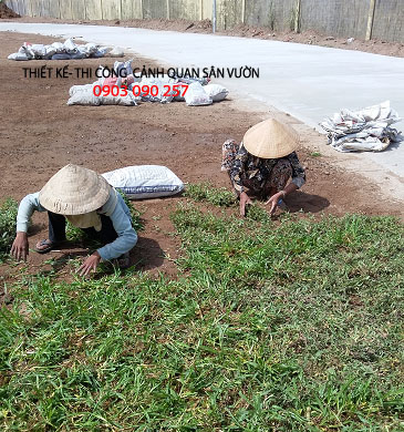 Trồng cỏ lá gừng