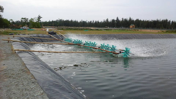 Bạt lót hồ tôm