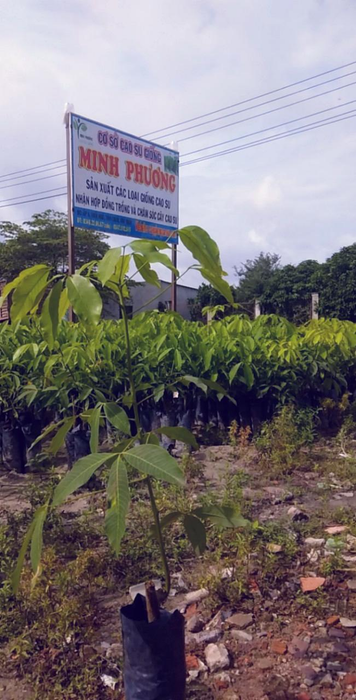 Giống cây