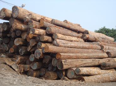 Gỗ tròn