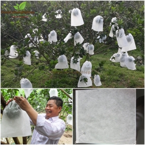 Túi bao bưởi