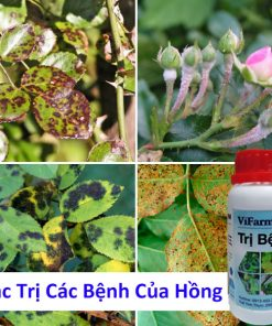 Chế phẩm sinh học trị bệnh dành cho hoa hồng