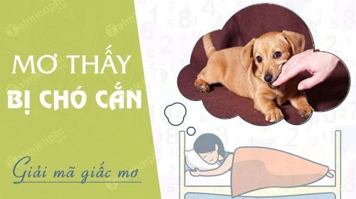 Mơ Thấy Chó Dại Cắn: Giải Mã Giấc Mơ Và Điềm Báo Tốt Hay Xấu?