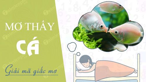 Mơ Thấy Cá Bơi Trong Nước