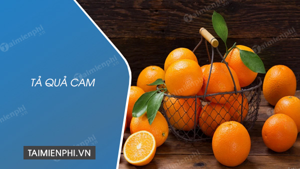 Tả Quả Cam - Miêu Tả Chi Tiết Đặc Điểm Và Giá Trị Của Quả Cam