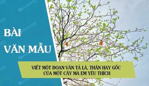 Viết Một Đoạn Văn Tả Lá Bàng - Bài Viết Hay Nhất Cho Học Sinh