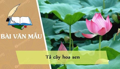 Bài văn tả cây hoa sen - Vẻ đẹp thanh tao và ý nghĩa biểu tượng của hoa sen