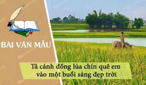 Tả cánh đồng lúa chín quê em - Bức tranh mùa màng vàng óng