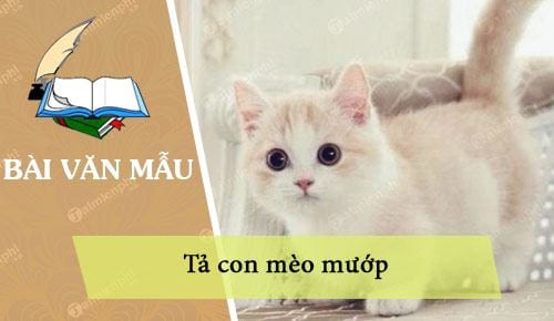 Bài Văn Tả Con Mèo Mướp Lớp 4 - Miêu Tả Chi Tiết Và Sáng Tạo