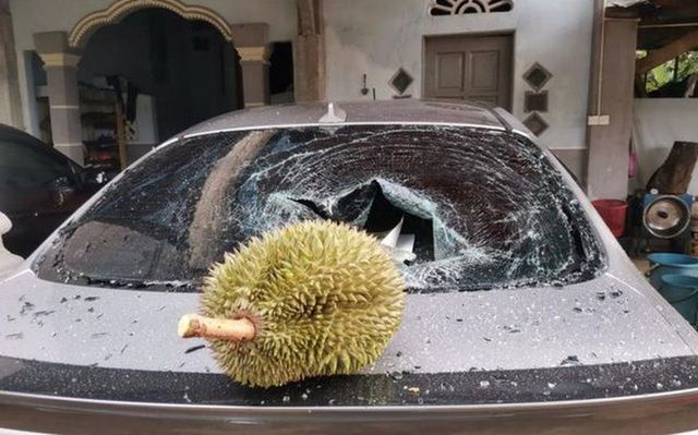 Quả sầu riêng được rao bán với giá 'bất thường' sau khi va chạm ô tô và làm vỡ kính - Ảnh 1.