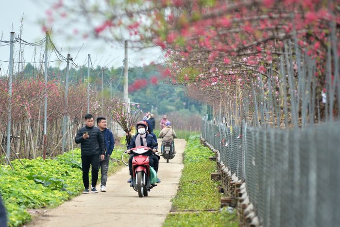 Một chủ vườn cho biết, đây chính là thời điểm giao dịch đông đúc nhất, vì cây đào đang trong giai đoạn đẹp, đầy đủ lộc, hoa….