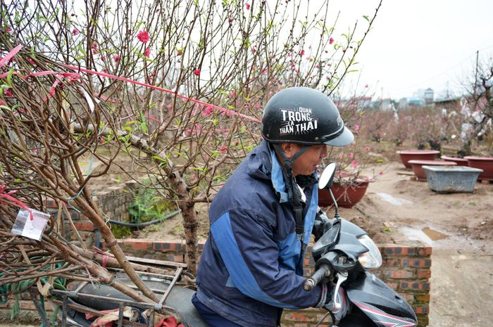 Ông Vũ Văn Vinh – người chuyên làm nghề xe ôm ở đầu làng chia sẻ, những ngày cuối năm khách đi xe ôm nhiều hơn, tuy nhiên vận chuyển đào, quất cho khách sẽ có tiền công cao hơn. 'Vào giờ hành chính thì ít khách đi xe ôm, tôi tranh thủ chạy xe chuyển hàng (gốc đào) cho người mua', ông Vinh cho biết, trung bình mỗi lượt chở cây ông thu về 300 nghìn đồng.