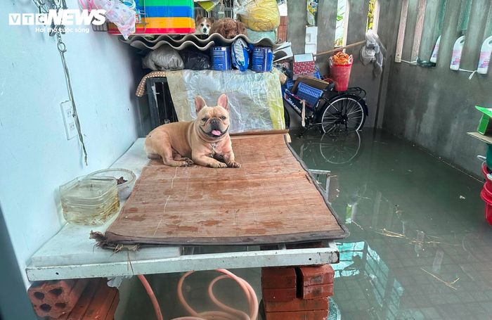 Xe cộ bị ngập, người dân Huế 'khóc ròng' - Ảnh 15.