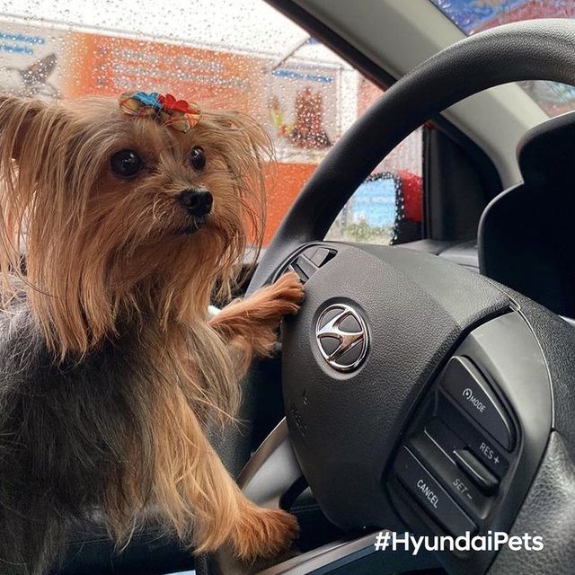 Hyundai tuyển mèo làm nhân viên, đặt tên là Tucson và thu hút khách chưa từng thấy - Ảnh 13.