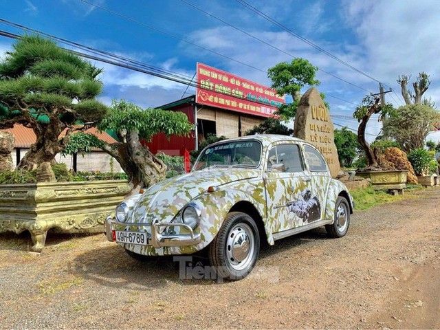 Xế cổ Volkswagen Beetle với biển số ấn tượng gây sốt tại Đà Lạt - Hình 2.