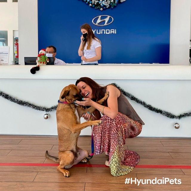 Hyundai tuyển mèo làm nhân viên, đặt tên là Tucson và thu hút khách chưa từng thấy - Ảnh 8.