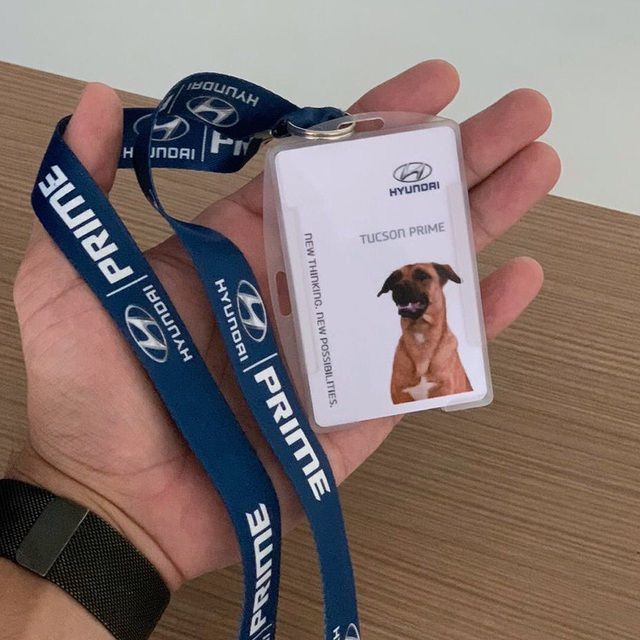 Hyundai tuyển mèo làm nhân viên, đặt tên là Tucson và thu hút khách chưa từng thấy - Ảnh 3.
