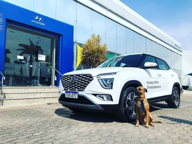Hyundai tuyển mèo làm nhân viên, đặt tên là Tucson và thu hút khách chưa từng thấy - Ảnh 5.
