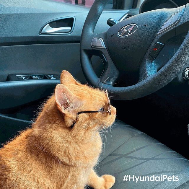 Hyundai tuyển mèo làm nhân viên, đặt tên là Tucson và thu hút khách chưa từng thấy - Ảnh 12.