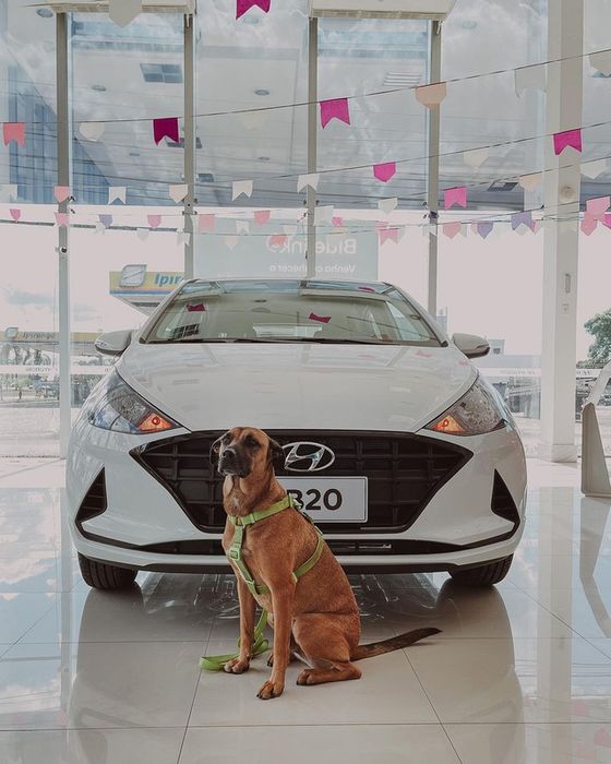 Hyundai tuyển mèo làm nhân viên, đặt tên là Tucson và thu hút khách chưa từng thấy - Ảnh 1.