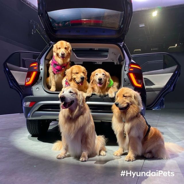 Hyundai tuyển mèo làm nhân viên, đặt tên là Tucson và thu hút khách chưa từng thấy - Ảnh 14.