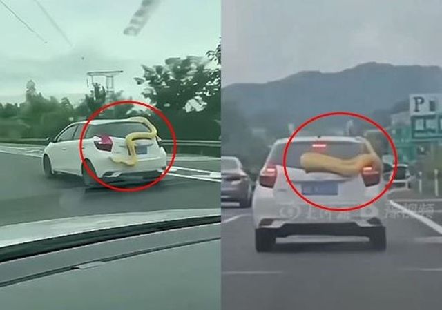 Bất ngờ phát hiện trăn vàng “khổng lồ” nằm trên nóc xe ô tô giữa ban ngày - Hình 1.