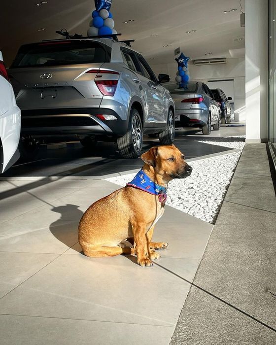 Hyundai tuyển mèo làm nhân viên, đặt tên là Tucson và thu hút khách chưa từng thấy - Ảnh 11.