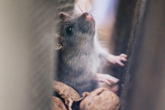 Cách ngăn chuột và các loài gây hại cho xe hơi  - Ảnh 2.