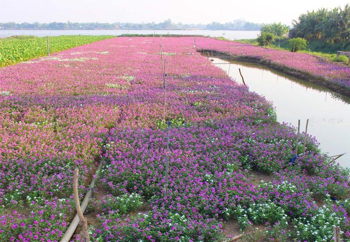 Bí quyết du lịch Phú Tân, khám phá văn hóa Nam Bộ 11