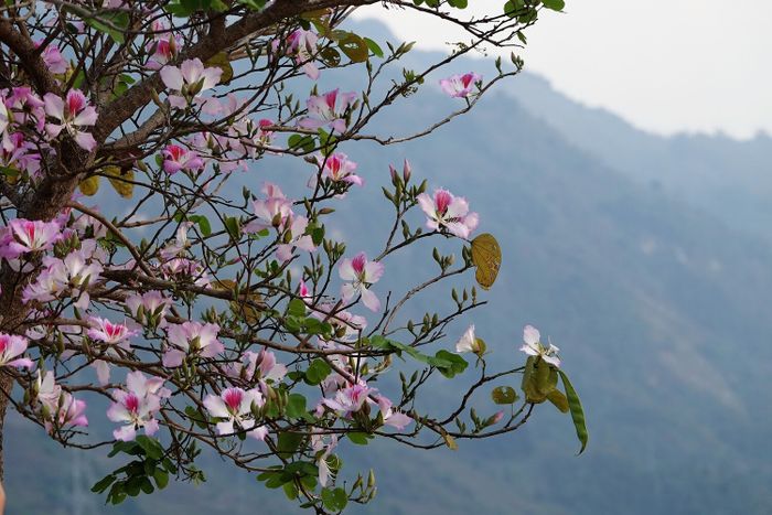Khám phá Lễ hội Xên Mường của cộng đồng Thái - Mường Lò tại Yên Bái 3