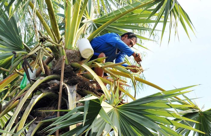 Cây Thốt nốt An Giang, món quà tự nhiên quý giá 5