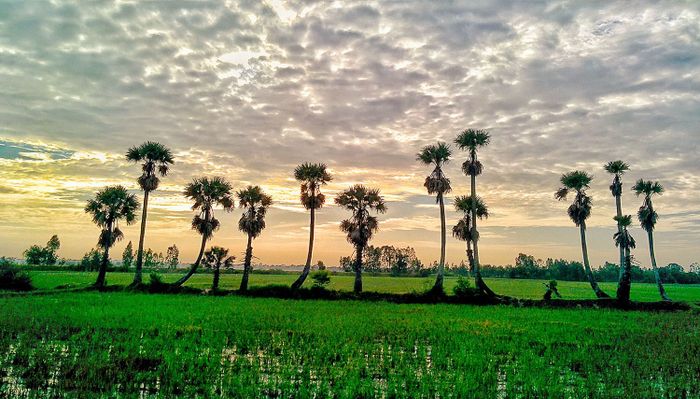 Thốt nốt An Giang, món quà quý giá từ tự nhiên 2