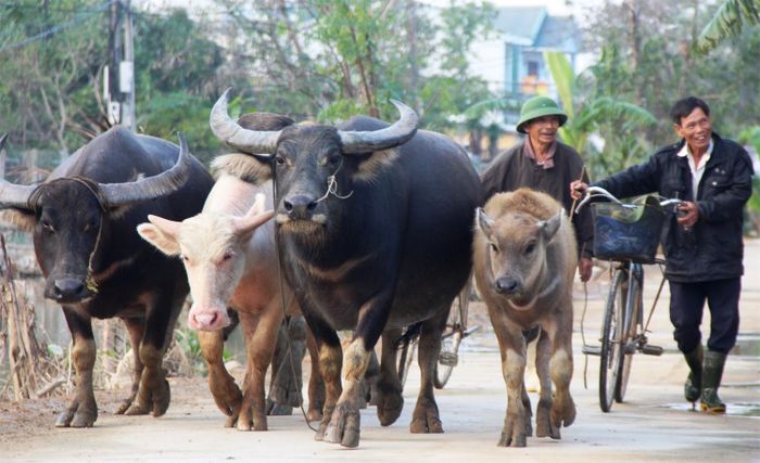 Khám phá Lễ hội Xên Mường của cộng đồng Thái - Mường Lò tại Yên Bái 4
