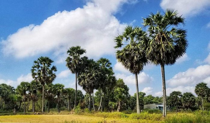 Long Xuyên vào ngày cuối thu thật đẹp và lãng mạn