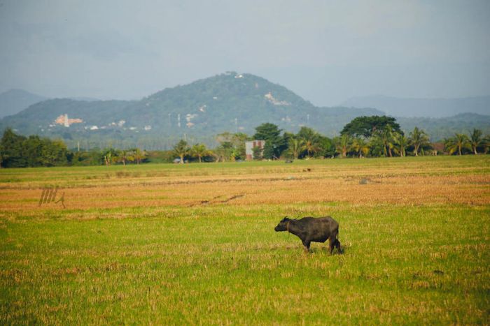 Dạo chơi An Giang khám phá miền quê thanh bình trong mùa nước nổi 5