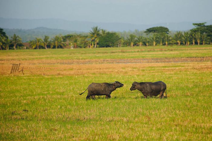 Dạo chơi An Giang khám phá miền quê thanh bình trong mùa nước nổi 10