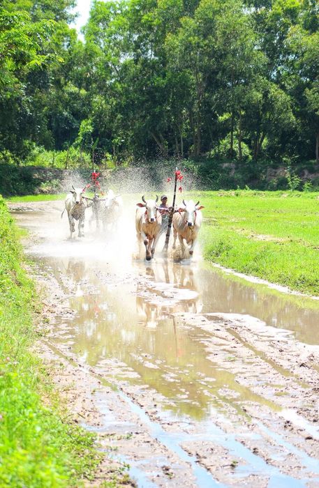 Khám phá Lễ hội Đua bò ở Tịnh Biên vào dịp Tết Senl Donta