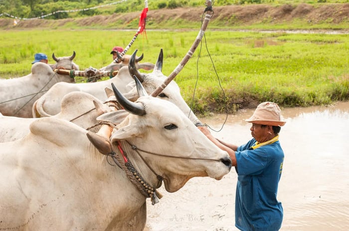 Khám phá Lễ hội đua bò An Giang - một truyền thống vô cùng đặc sắc 6