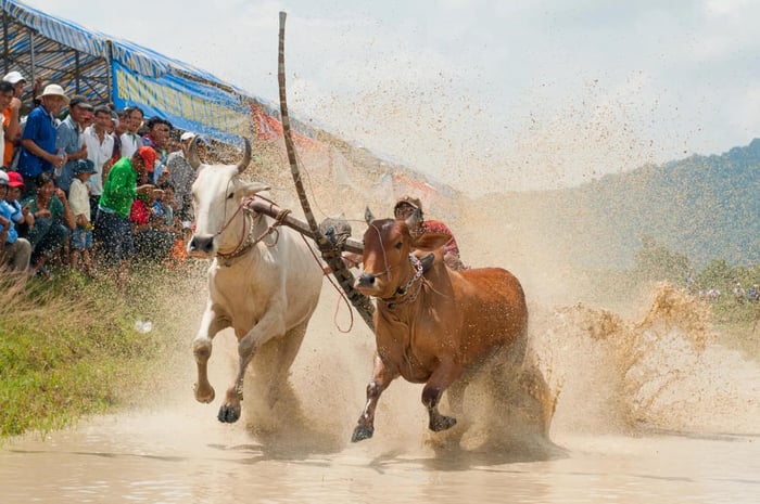 Khám phá Lễ hội đua bò An Giang - một truyền thống đặc sắc không thể bỏ qua 8