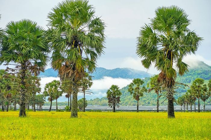 Mùa vàng An Giang lấp lánh qua ống kính của Dương Việt Anh 3