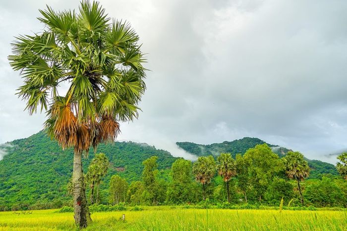 Mùa vàng An Giang lấp lánh qua ống kính của Dương Việt Anh 8