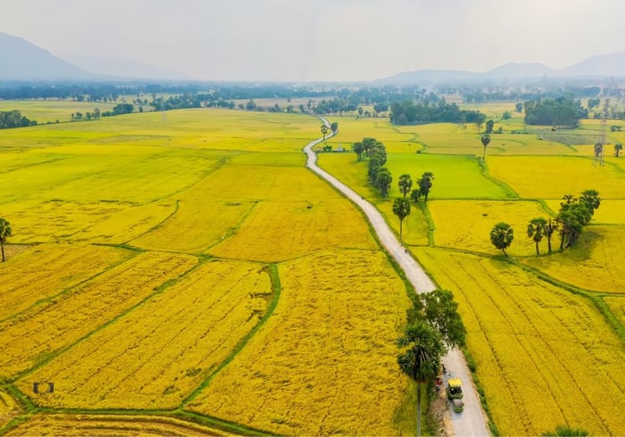 Thưởng ngoạn mùa vàng An Giang cực kỳ lãng mạn, quyến rũ 3