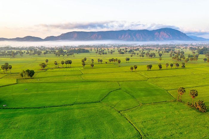 Trở về Đồng lúa Bảy Núi An Giang, hình ảnh bình yên như tranh vẽ