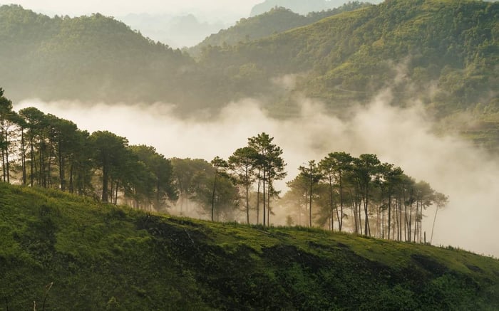 Khám phá lại cung đường đồi thông Phương Bối tại Bảo Lộc, một không gian xanh mát dễ tiếp cận 2