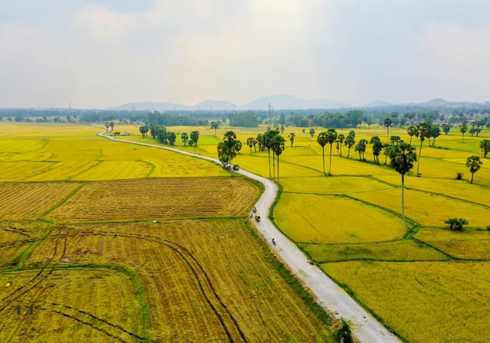 Ngắm mùa vàng An Giang tuyệt vời, quyến rũ đến lạ thường 6